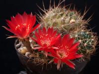 Thumbnail of 0072_Lobivia arachnacantha_20150919_01-001.JPG